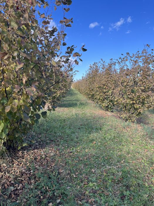 Alune de padure  2025