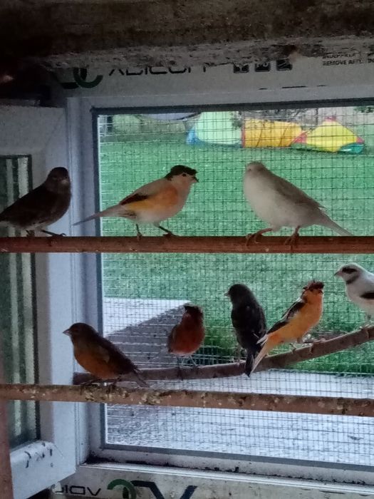 Vând canari timbrado