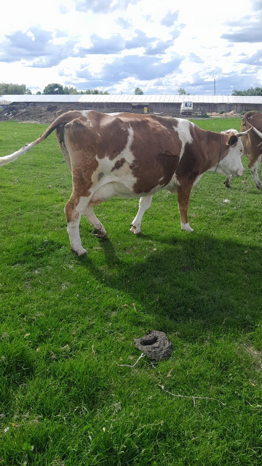 Vând vaca recent fătată