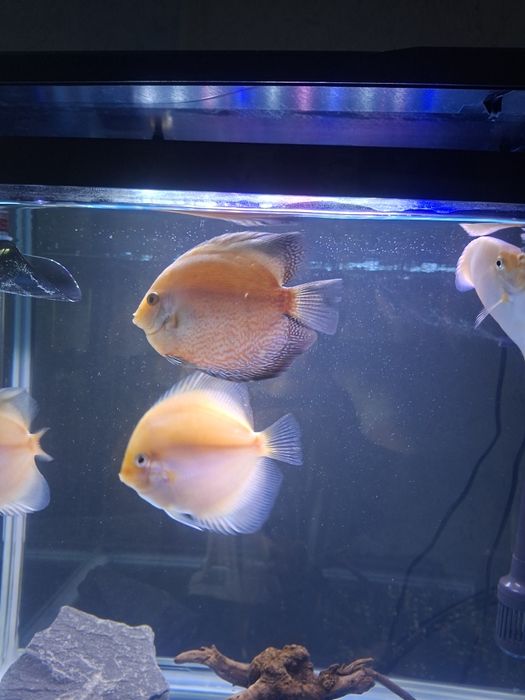 Аквариумистика аквариум