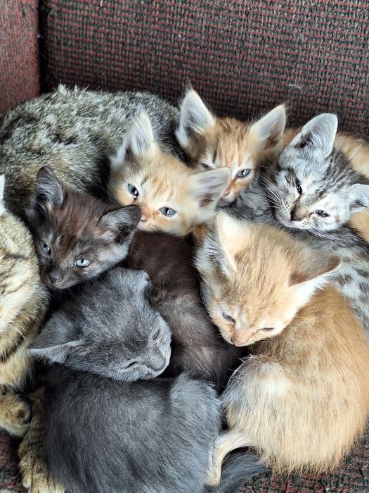 Отдам котят в добрые руки