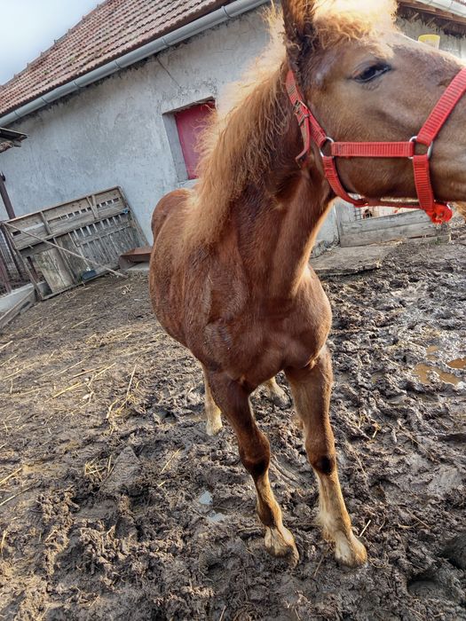 Manz de 6luni de vanzare