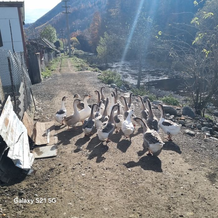 gaste africane de anul 2025