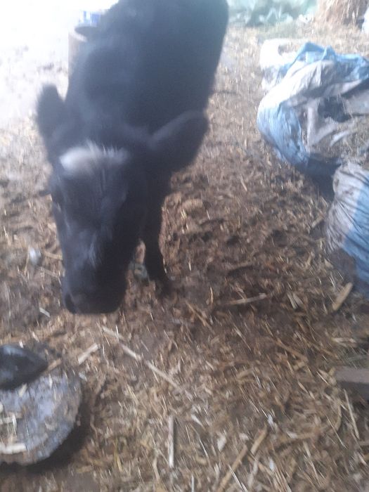 Vitea b belgian de vanzare