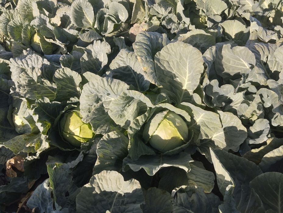 Продавам-Зеле Ергенско