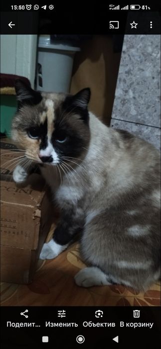 Кошечка в добрые руки