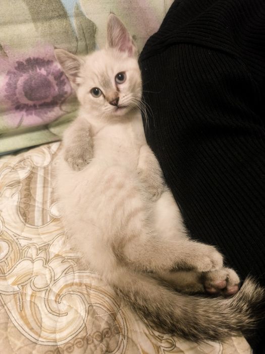 Продаётся котёнок, наполовину сфинкс