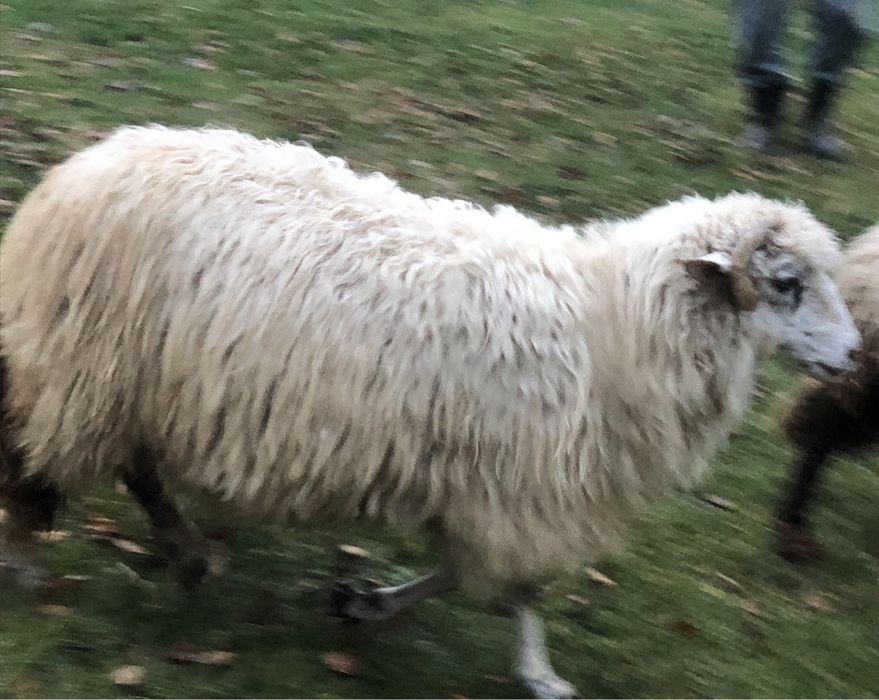 Vând 6 oi și un berbec!