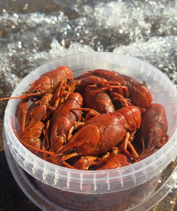 Раки живые!!! Свежий улов.
