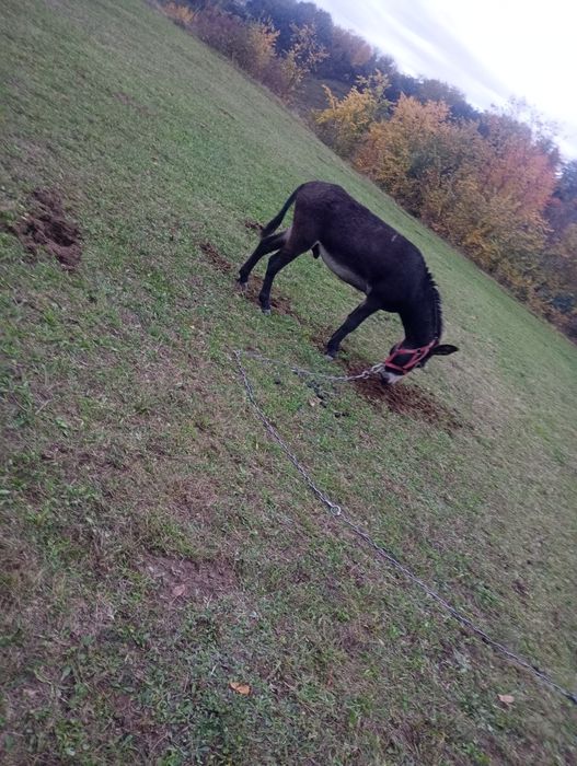 Vind perche de măgari