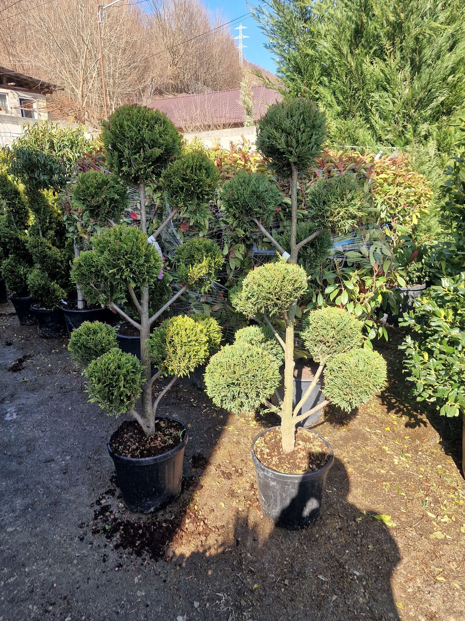 Mandarin, maslin, magnolia grandiflora, palmier cycas, plante exotice