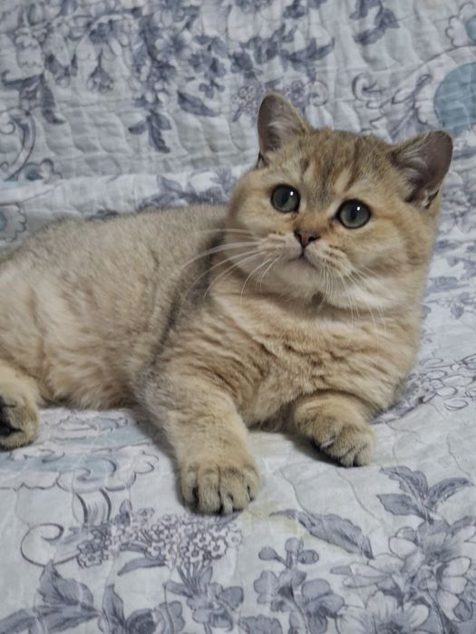 Продаются девочка и мальчик