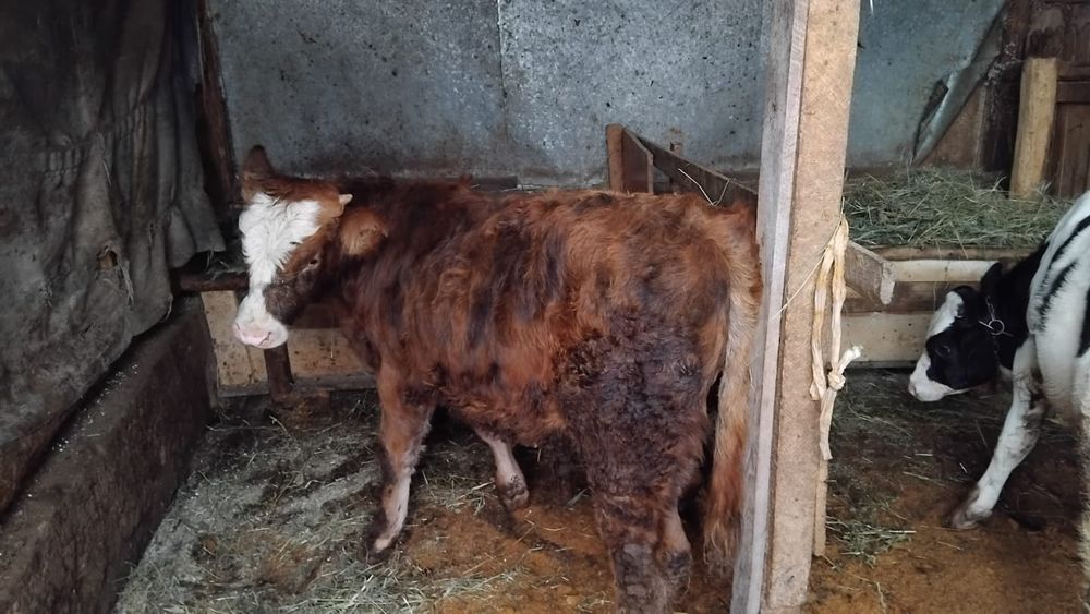 Vand 2 taurasi din minta artificiala