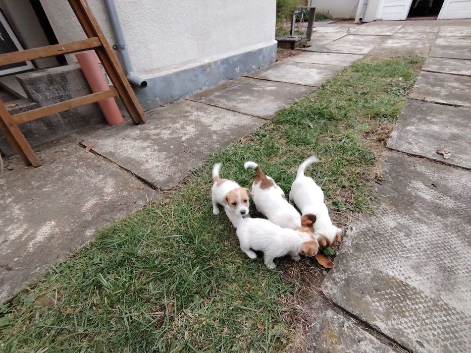 Vand căței rasa Jack Russel terrier