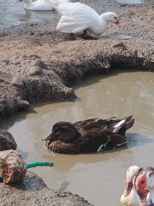 Vând trei rațe doua Rouen și una moțată