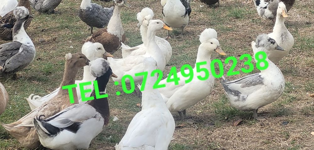 Rate moțate 2025