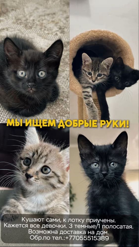 Отдам котят доставка
