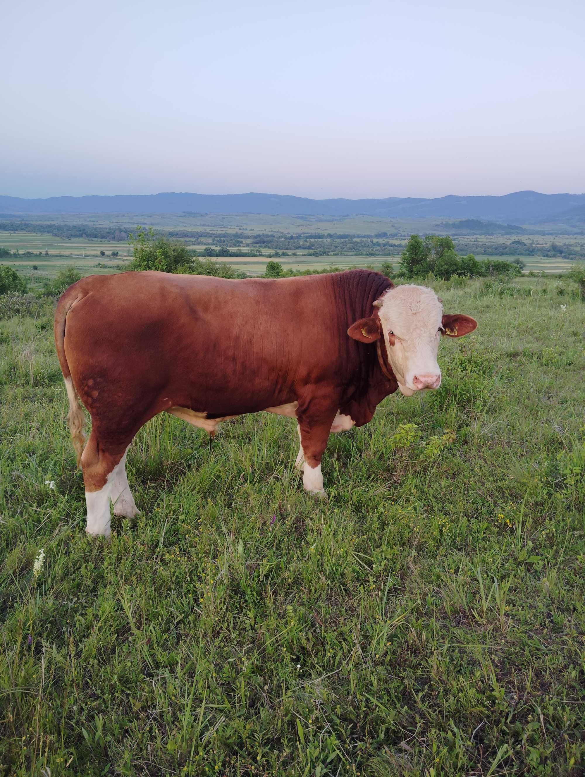 Taur de vânzare Balțata Românească