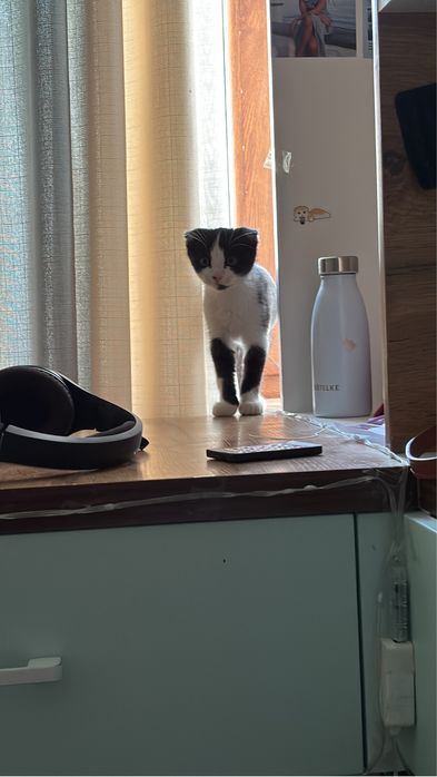 продам шотландскую вислоухая