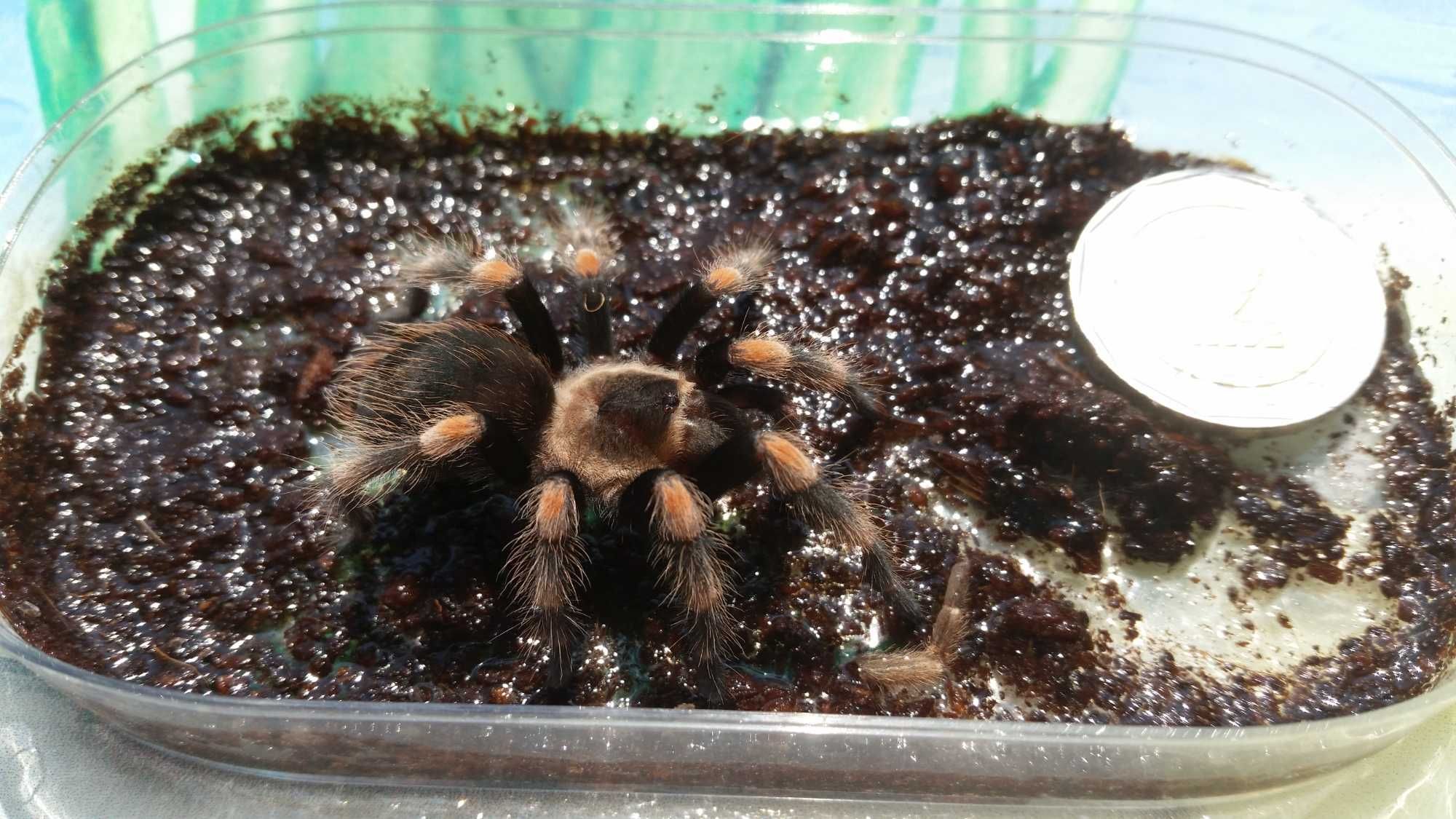Тарантула Tarantula