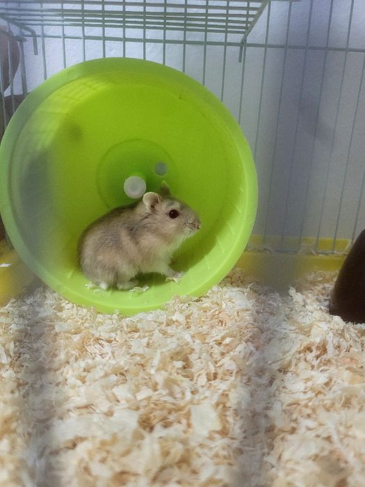 Hamster + cușcă.
