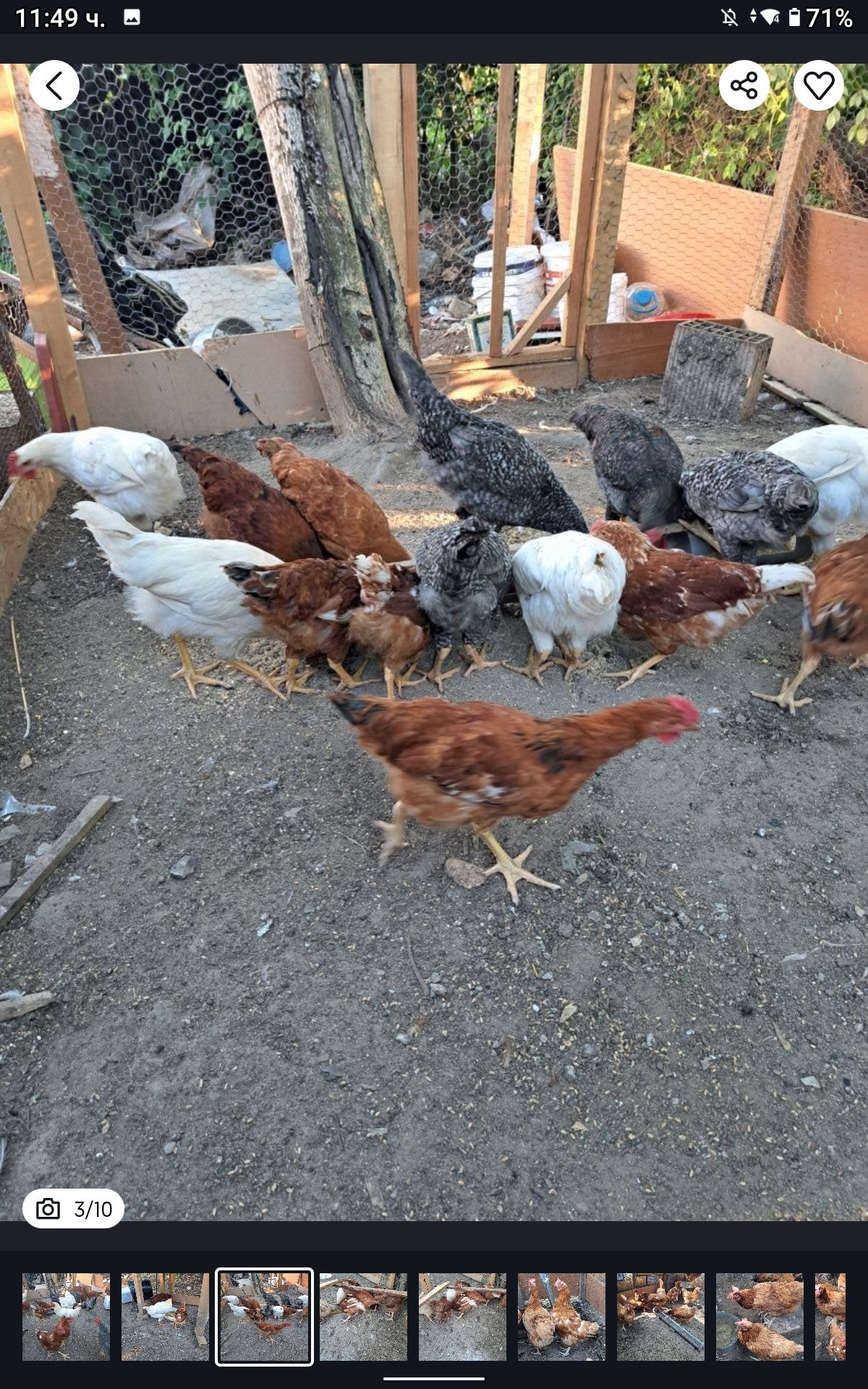 Птици - продавам 20 бр. кокошки и петли