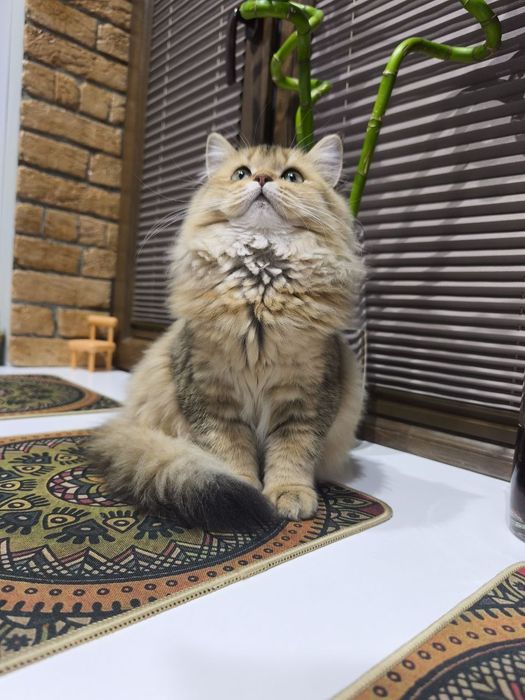 Котёнок британец хайленд