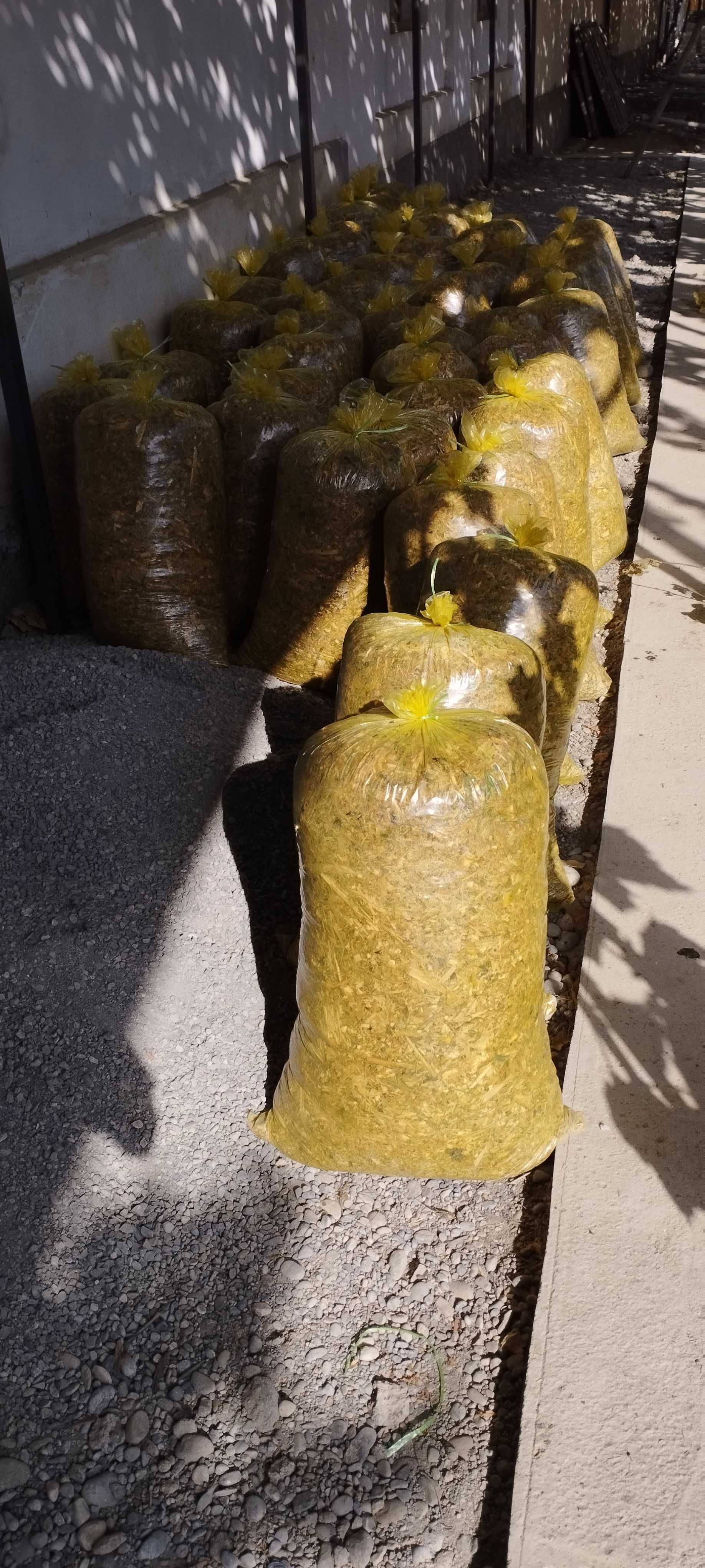 Makka silos donsiz