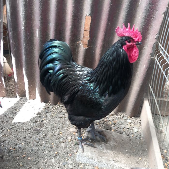 Disponibil o familie australop