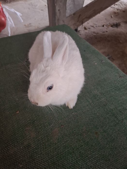 Gemelin 5 oyli sames