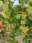Vând struguri de vin aligote resling otonel și galbenă