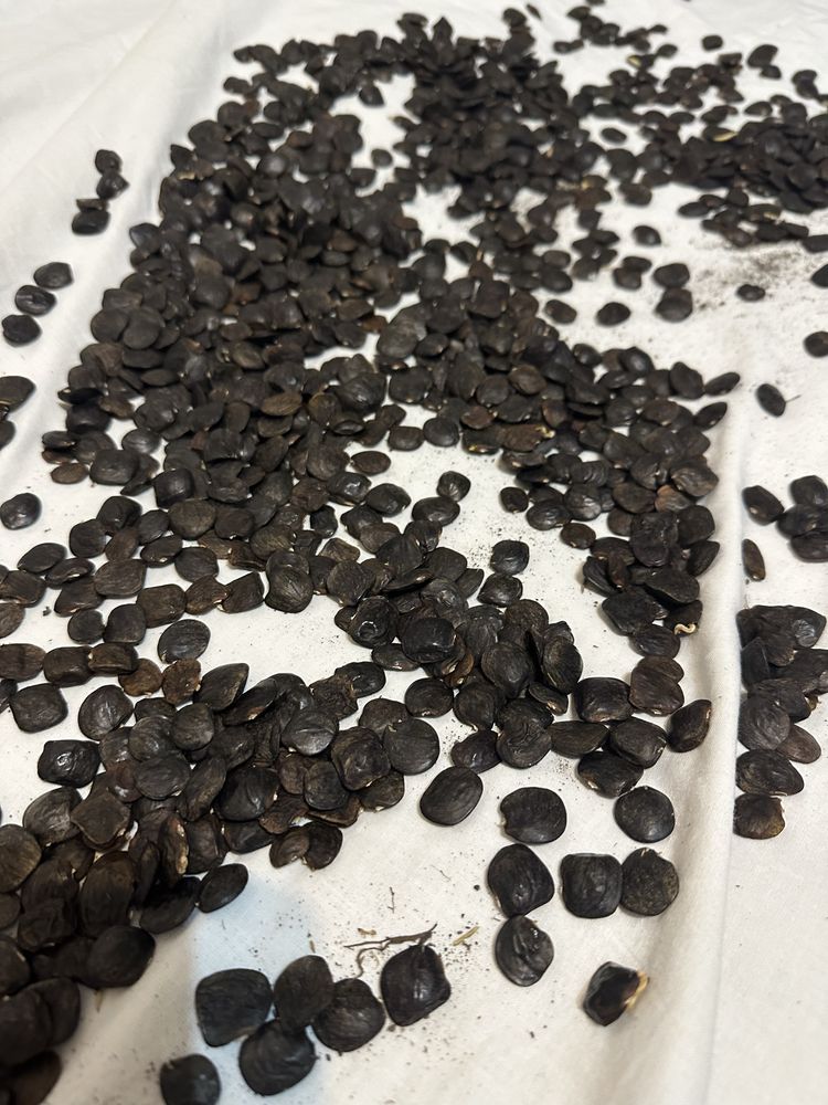 Seminte glicina mov 60 lei 100 buc