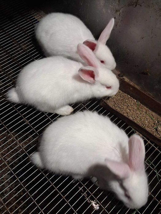 Продавам зайци калифорнийци