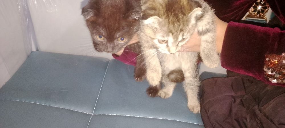 Mushuk narxi kelishamiz