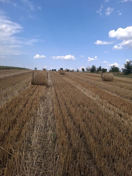 Baloti rotunzi paie de grâu 120x120cm