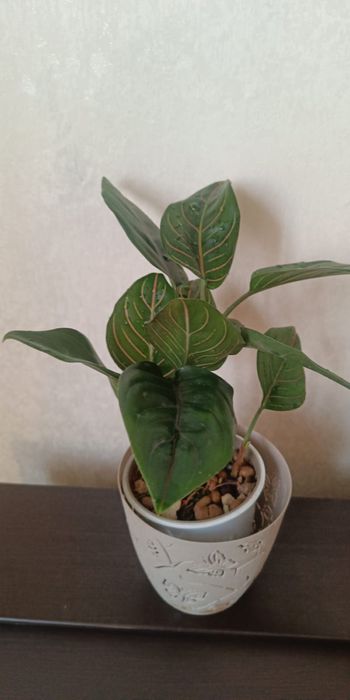 Аглаонема Ротундум, Диффегбахия Тикки