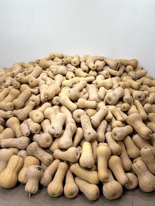 Vand dovleci placintar Matilda F1