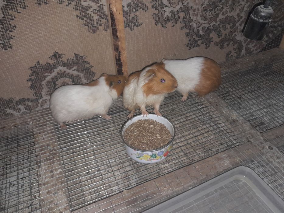 Hamster sotiladi