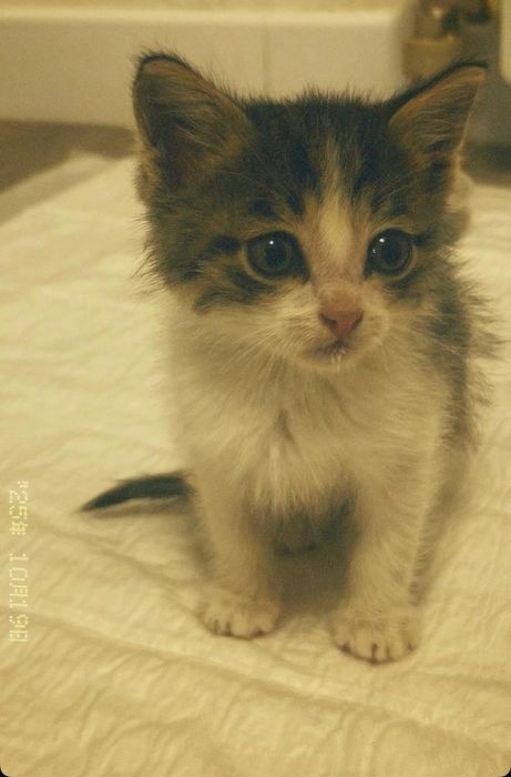 Котёнок в добрые руки
