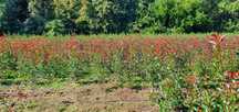Photinia Red Robin