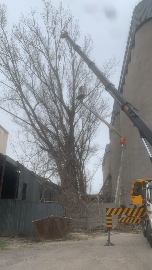 Tăiere Arbori De Mari Dimensiuni.