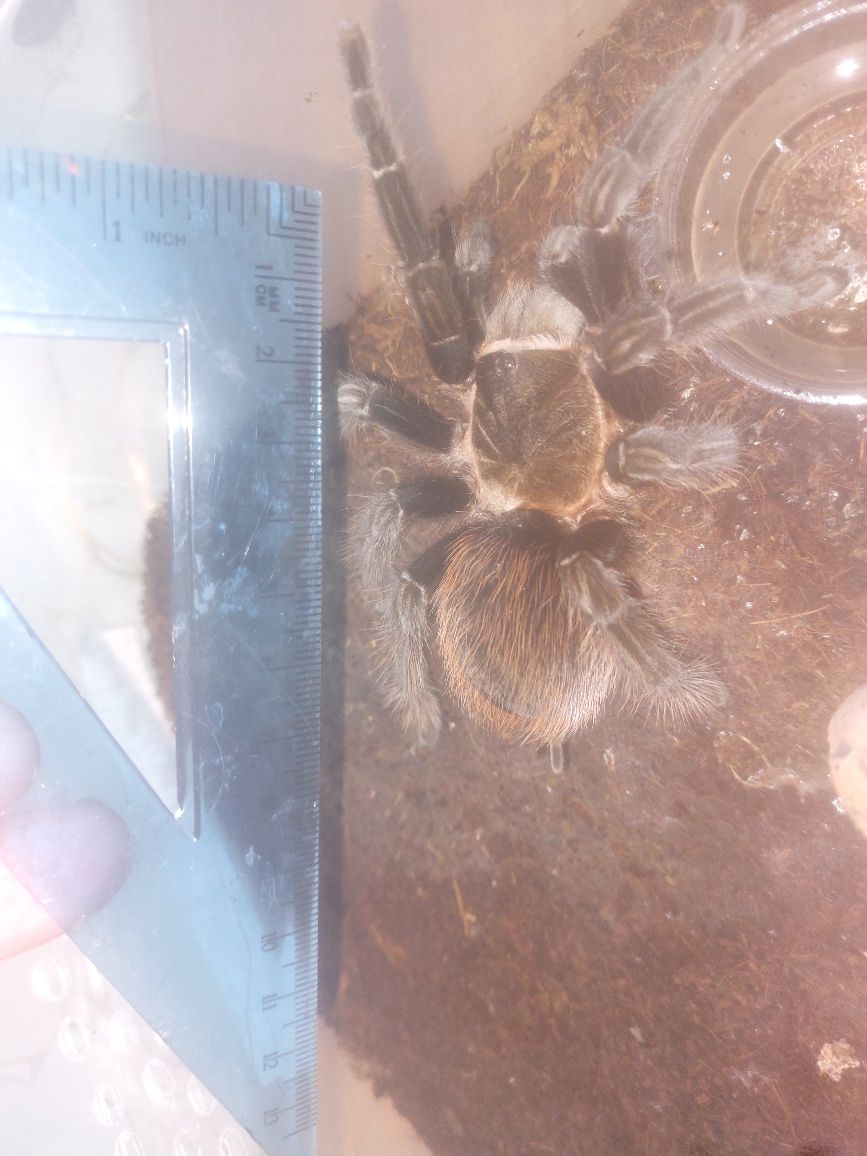 Адульт самка Brachypelma vagans