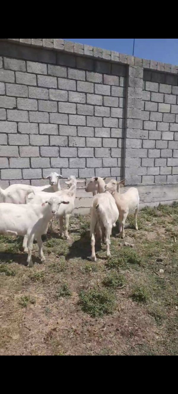 Ечкилар болалари билан