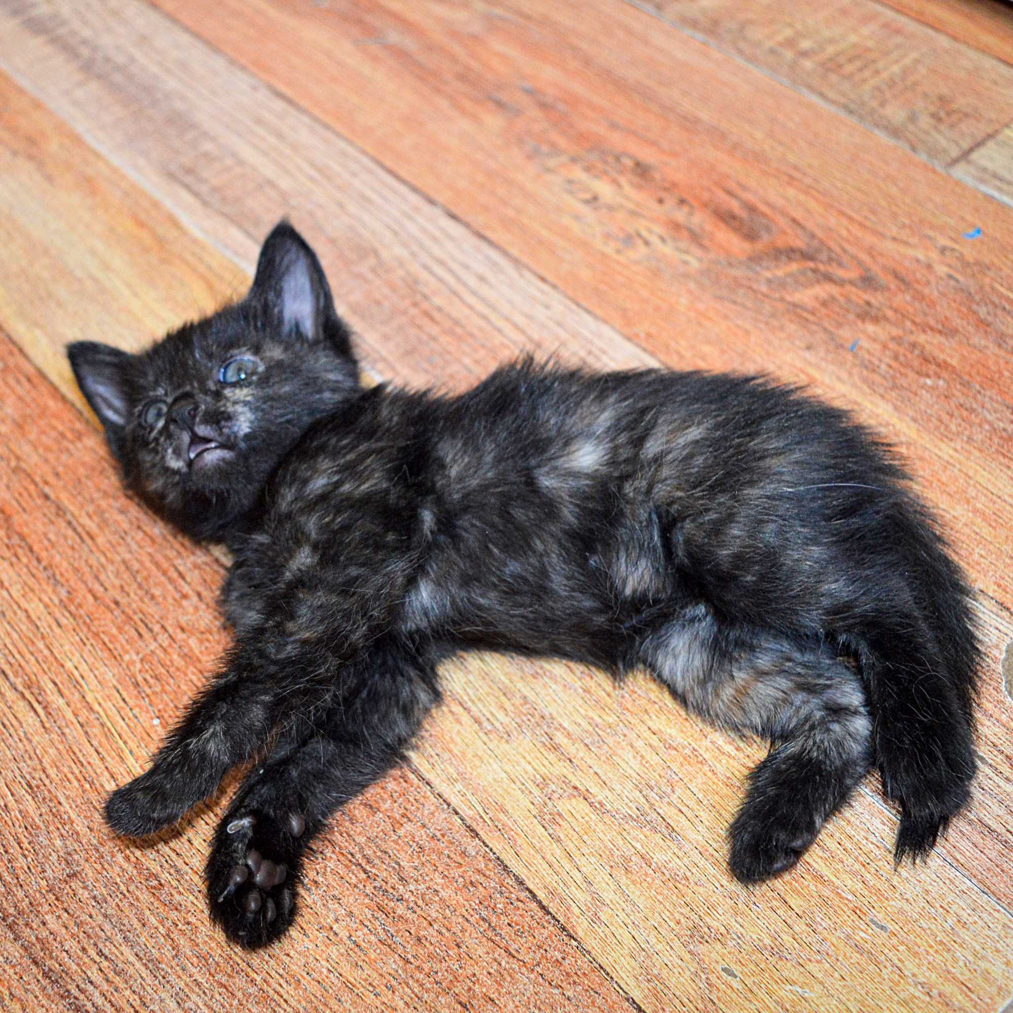 Раздам домашних котят