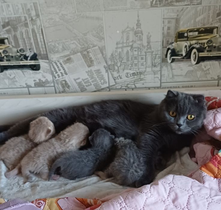Продаюется бритнская кошечка,скотиш страйт,кошка