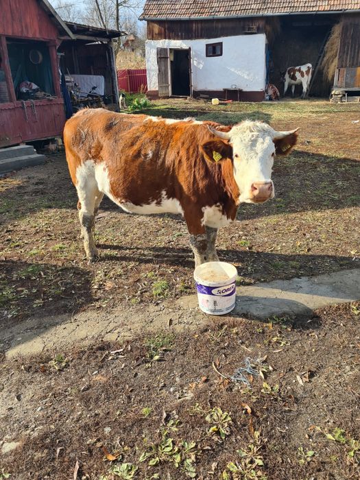 Vaci gestante de 6 luni