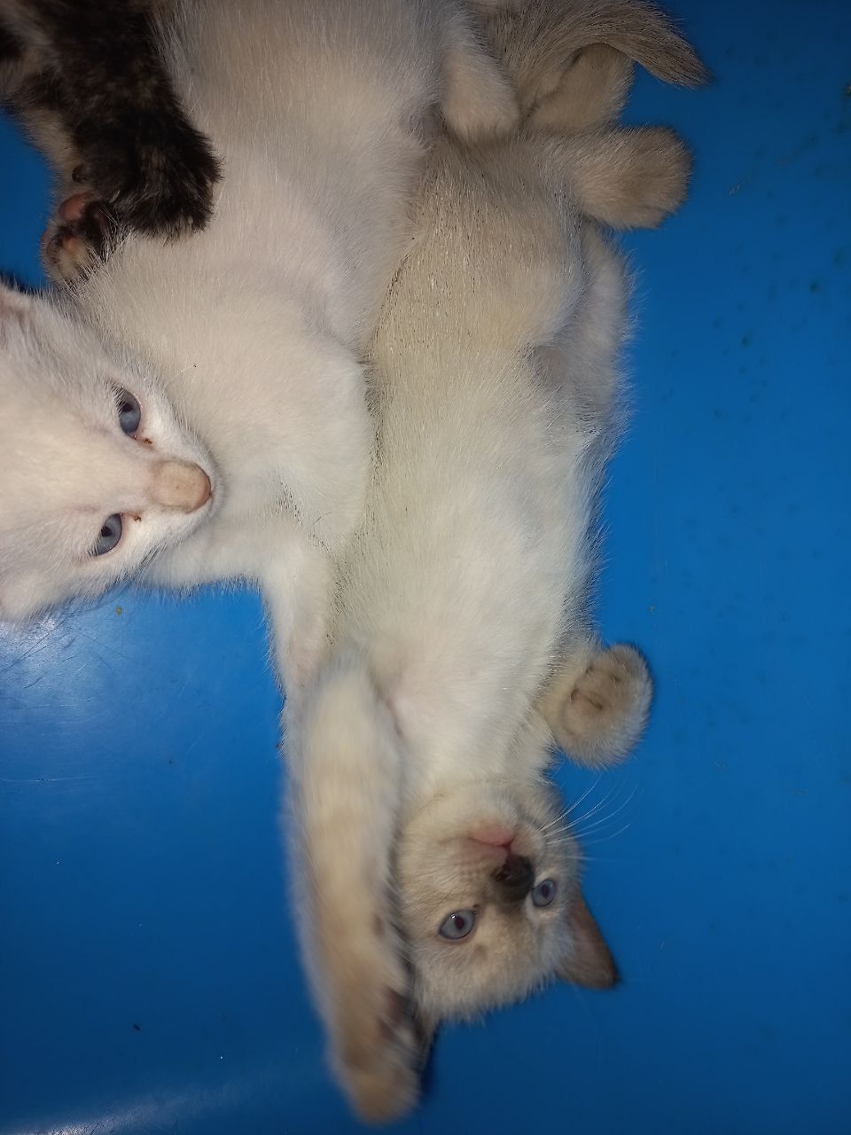 4 котят. 2 сиамских
