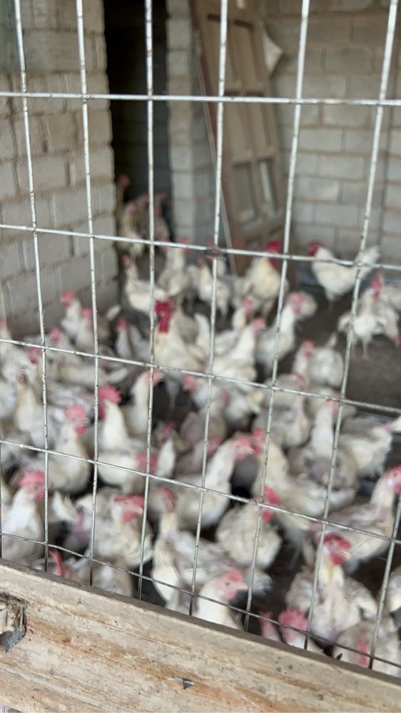 Loman sendi tovuqlari sotiladi 250 ta hammasi bir joyda sotiladi
