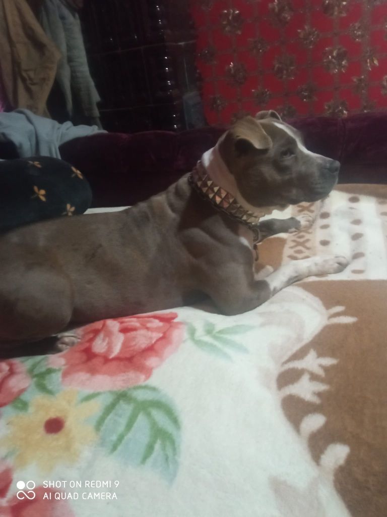 Donez catea Amstaff