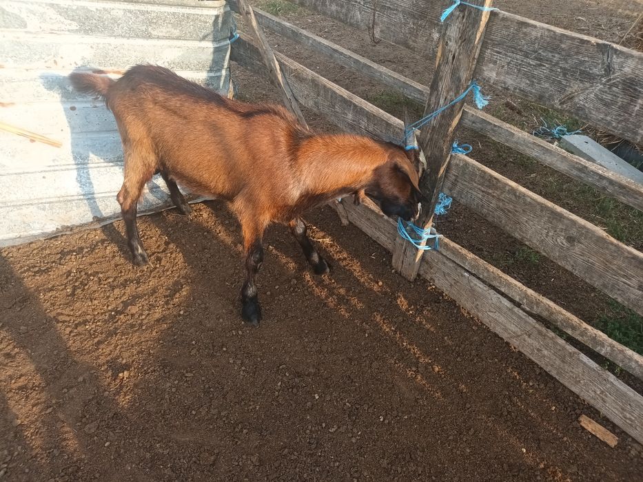 Vând un tap și o iada
